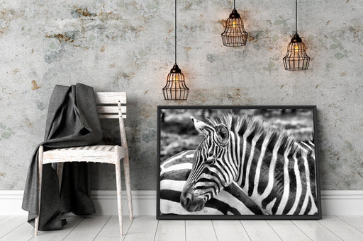 prächtiges Zebra Schattenfugenrahmen Wohnzimmer