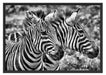 schönes Zebrapaar Schattenfugenrahmen 100x70
