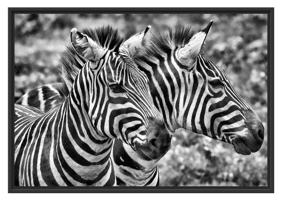 schönes Zebrapaar Schattenfugenrahmen 100x70
