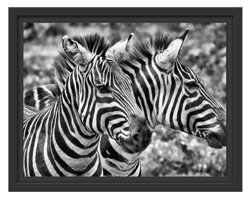 schönes Zebrapaar Schattenfugenrahmen 38x30