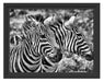 schönes Zebrapaar Schattenfugenrahmen 38x30