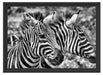 schönes Zebrapaar Schattenfugenrahmen 55x40