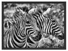 schönes Zebrapaar Schattenfugenrahmen 80x60