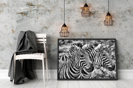 schönes Zebrapaar Schattenfugenrahmen Wohnzimmer
