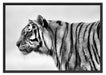 Tiger vor Hintergrund Schattenfugenrahmen 100x70