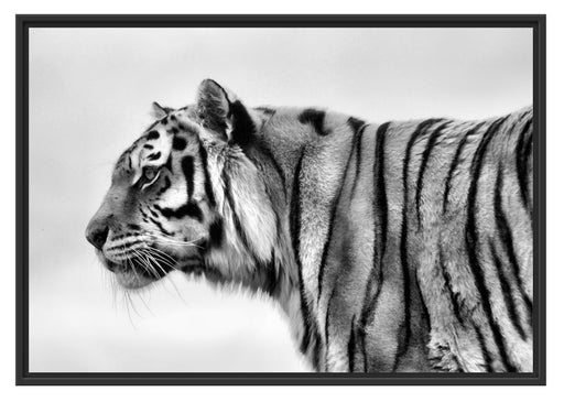 Tiger vor Hintergrund Schattenfugenrahmen 100x70