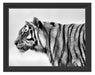 Tiger vor Hintergrund Schattenfugenrahmen 38x30