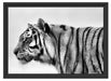 Tiger vor Hintergrund Schattenfugenrahmen 55x40