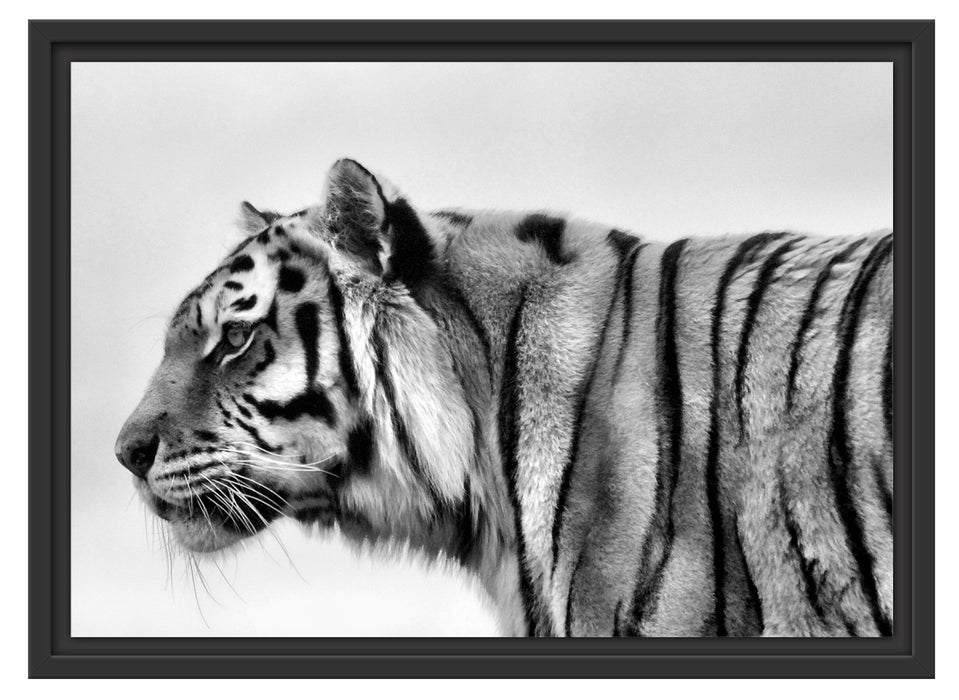 Tiger vor Hintergrund Schattenfugenrahmen 55x40