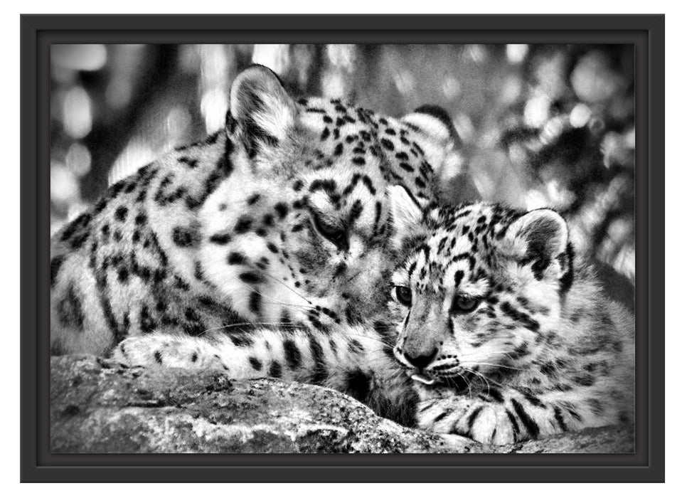 Leopard mit Jungtier Schattenfugenrahmen 55x40