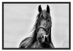 Schönes Pferd Schattenfugenrahmen 100x70