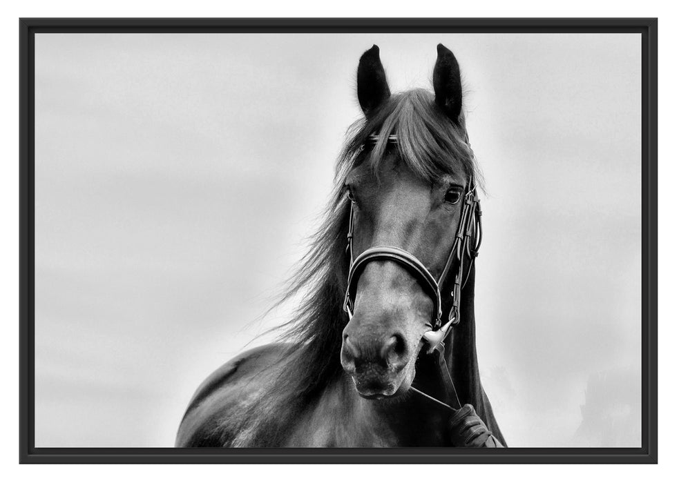 Pixxprint Schönes Pferd, im Schwebe-Effekt Bilderrahmen