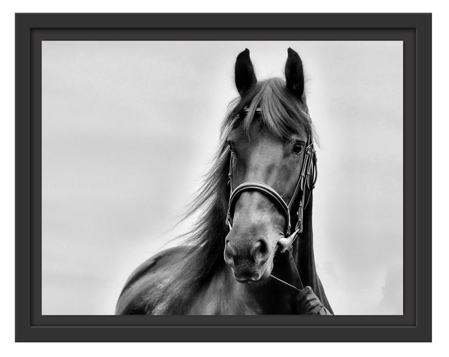Schönes Pferd Schattenfugenrahmen 38x30