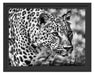 schleichender Leopard Schattenfugenrahmen 38x30