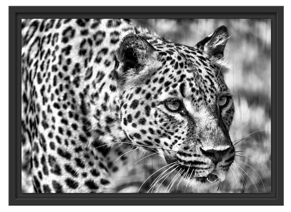 schleichender Leopard Schattenfugenrahmen 55x40