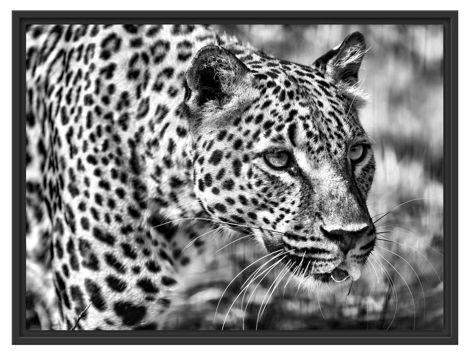 schleichender Leopard Schattenfugenrahmen 80x60
