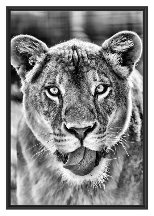 Pixxprint schöne Löwin