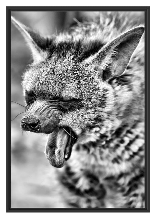 müde Hyäne Schattenfugenrahmen 100x70