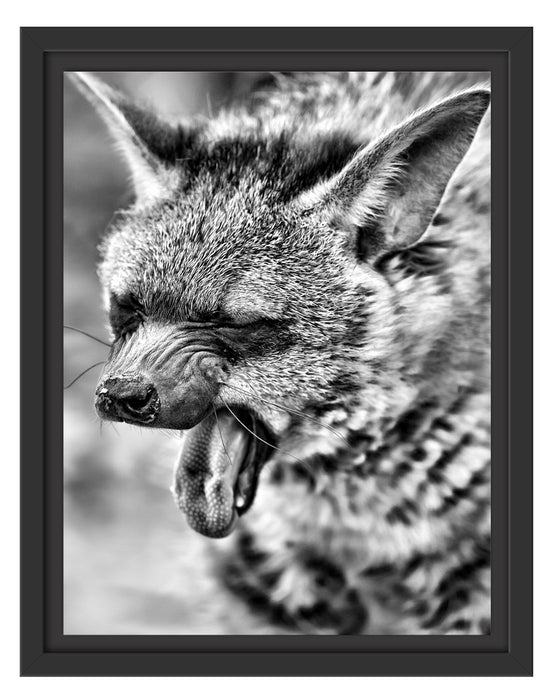 müde Hyäne Schattenfugenrahmen 38x30