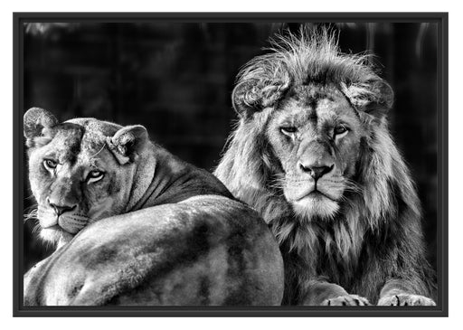 schönes Löwenpaar Schattenfugenrahmen 100x70