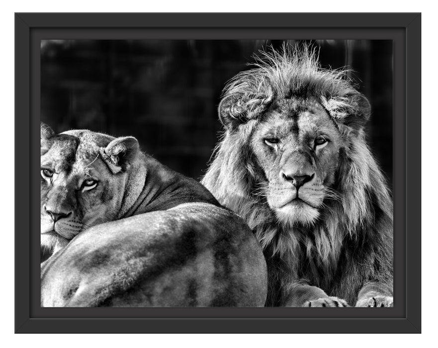 schönes Löwenpaar Schattenfugenrahmen 38x30