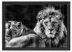 schönes Löwenpaar Schattenfugenrahmen 55x40