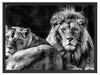 schönes Löwenpaar Schattenfugenrahmen 80x60