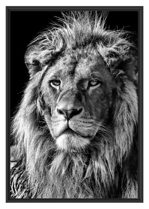 Pixxprint beeindruckender Löwe