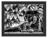 schöner schwarzer Panther Schattenfugenrahmen 38x30