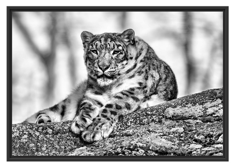 Pixxprint Schneeleopardin