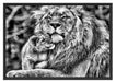 Löwenvater kuschelt mit Jungtier Schattenfugenrahmen 100x70