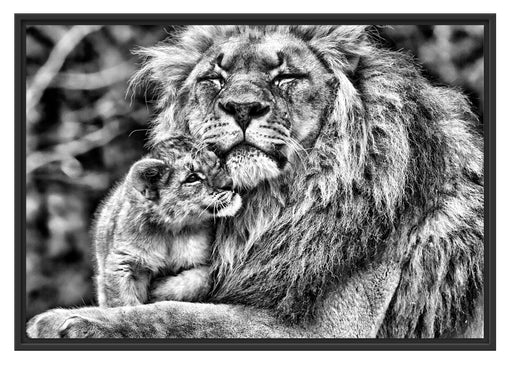 Löwenvater kuschelt mit Jungtier Schattenfugenrahmen 100x70
