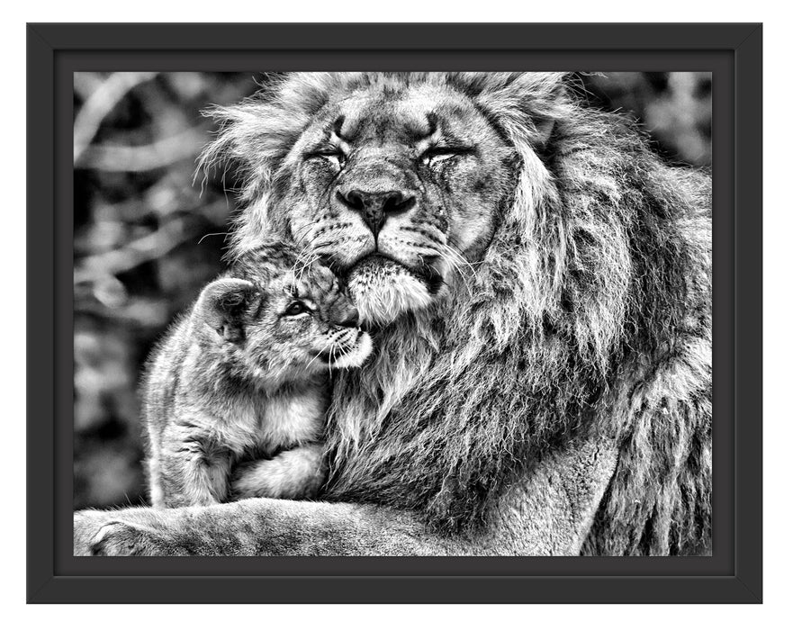 Löwenvater kuschelt mit Jungtier Schattenfugenrahmen 38x30