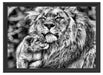 Löwenvater kuschelt mit Jungtier Schattenfugenrahmen 55x40