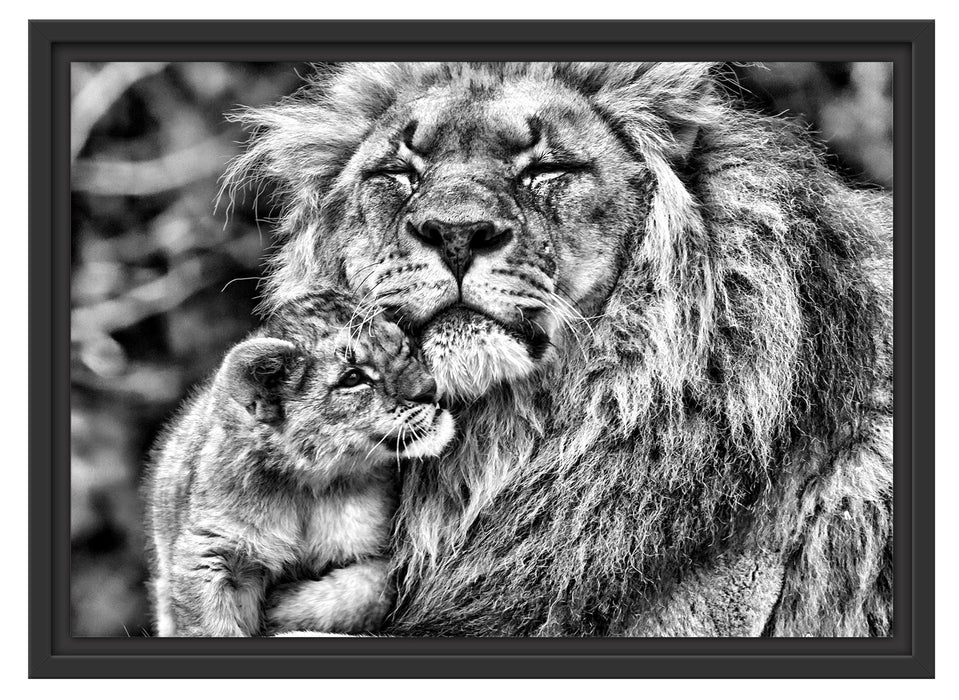 Löwenvater kuschelt mit Jungtier Schattenfugenrahmen 55x40