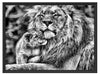 Löwenvater kuschelt mit Jungtier Schattenfugenrahmen 80x60