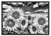 Sonnenblumenwiese unter Himmel Schattenfugenrahmen 100x70