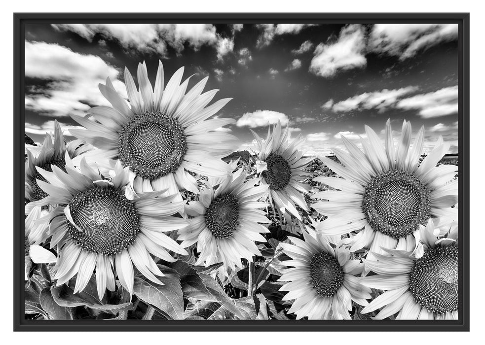 Pixxprint Sonnenblumenwiese unter Himmel, im Schwebe-Effekt Bilderrahmen