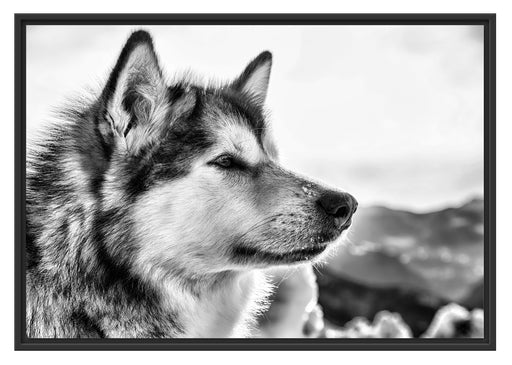 Süßer Husky im Schnee Schattenfugenrahmen 100x70