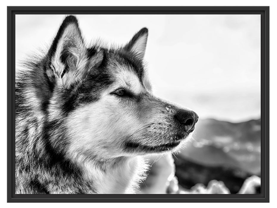 Süßer Husky im Schnee Schattenfugenrahmen 80x60