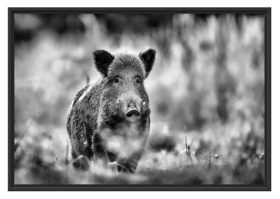 Pixxprint Stolzes Wildschwein im Wald, im Schwebe-Effekt Bilderrahmen