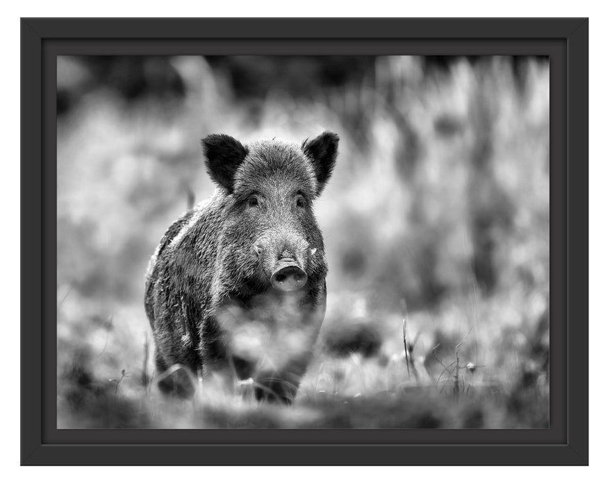 Stolzes Wildschwein im Wald Schattenfugenrahmen 38x30