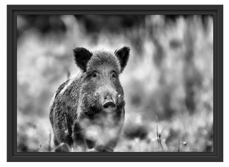 Stolzes Wildschwein im Wald Schattenfugenrahmen 55x40