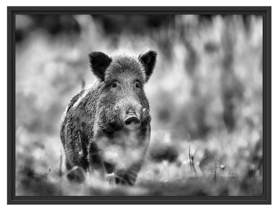 Stolzes Wildschwein im Wald Schattenfugenrahmen 80x60