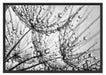 Pusteblumen Tau Schattenfugenrahmen 100x70