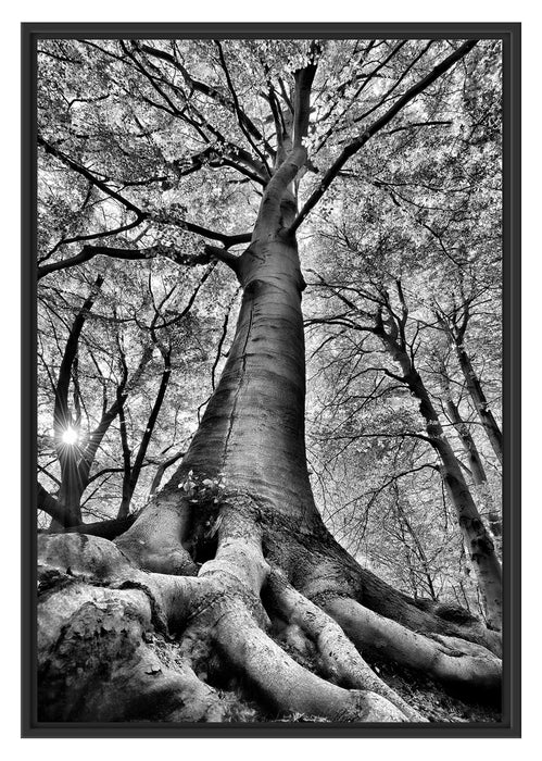 Pixxprint Riesiger Baum im Dschungel, im Schwebe-Effekt Bilderrahmen