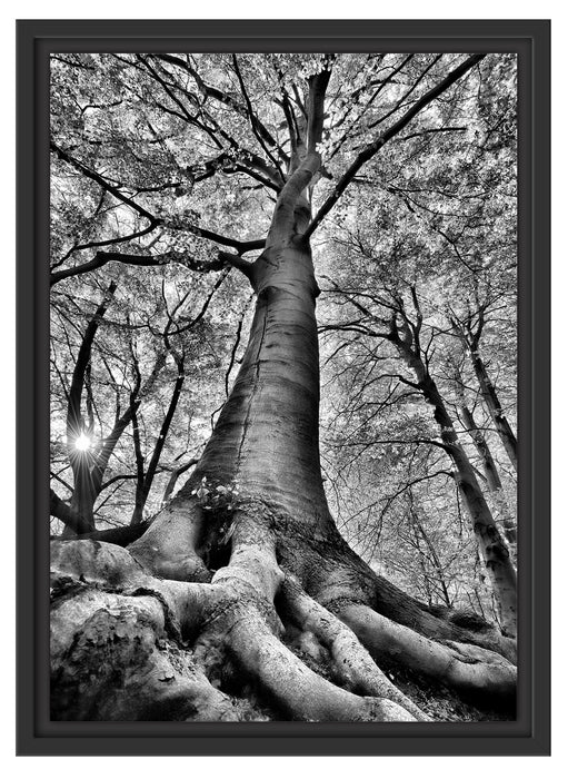 Riesiger Baum im Dschungel Schattenfugenrahmen 55x40