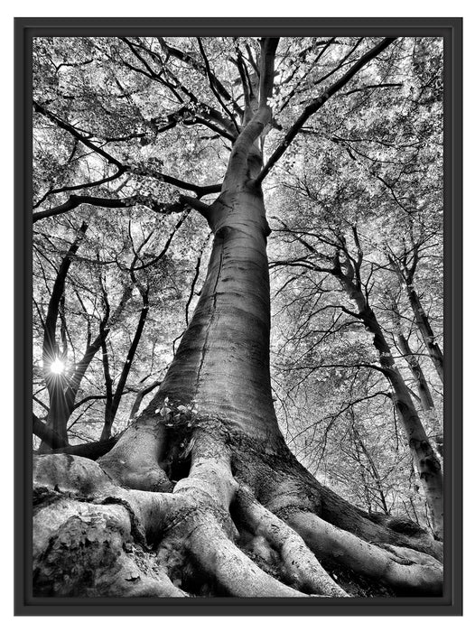 Riesiger Baum im Dschungel Schattenfugenrahmen 80x60