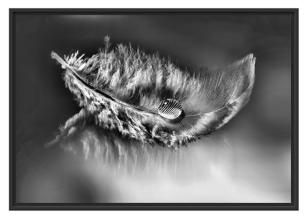 Pixxprint Wassertropfen auf Feder, im Schwebe-Effekt Bilderrahmen