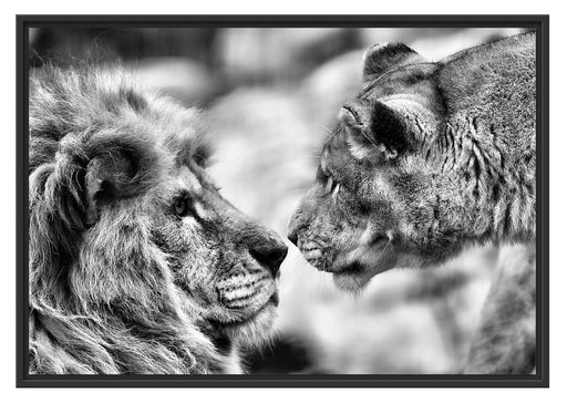 Verliebtes Löwenpaar Schattenfugenrahmen 100x70